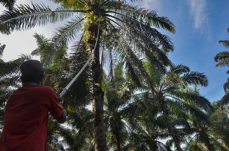 Harga Buah Sawit Tinggi, Pengaruhi PSR di Riau?