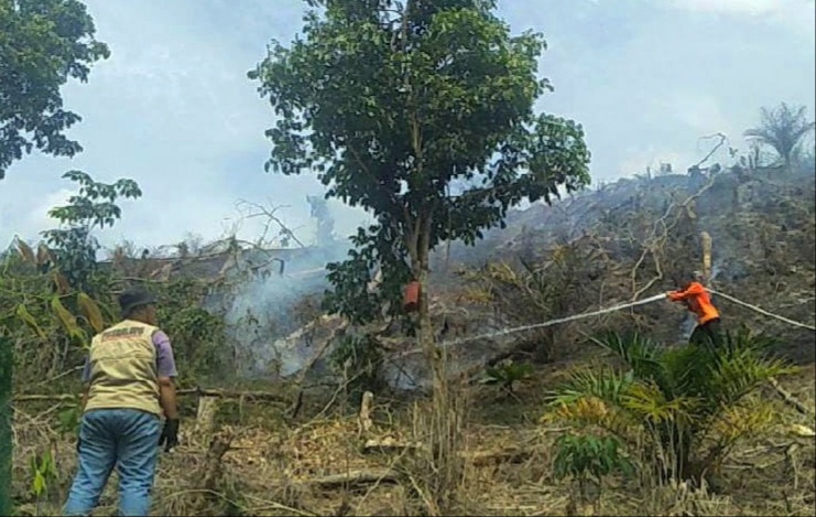 4 Hektare Lahan Sawit di Kampar Terbakar, Begini Kondisinya