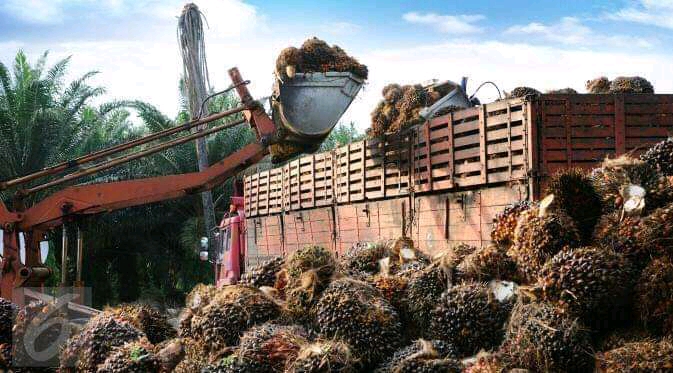 Dua PMKS ini Favorit Toke Sawit, ini Sebabnya