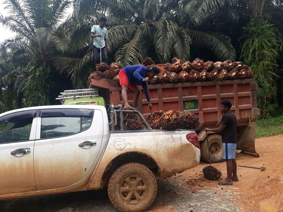 Dinilai Tak Beresiko, Usaha Sawit Gampang Dapat Kredit