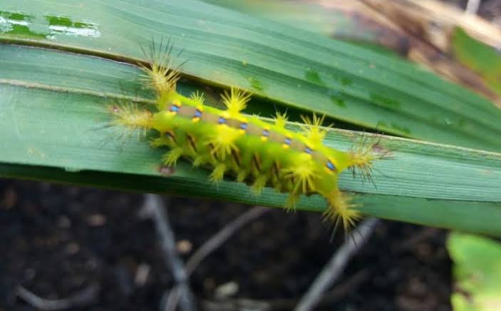 Serangan Hama Ulat Api dan Kantong Membuat Sawit Gagal