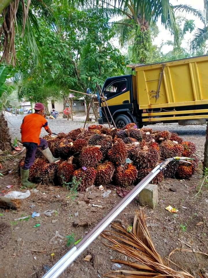 Beda Harga TBS Petani Plasma dan Swadaya Sangat Jomplang