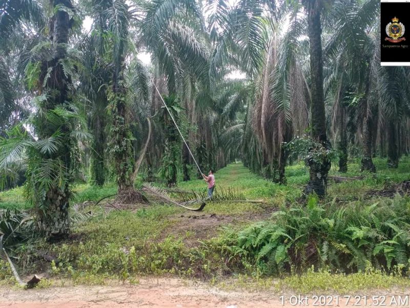 Bantuan Egrek dan Dodos tak Relevan dengan Status Lahan