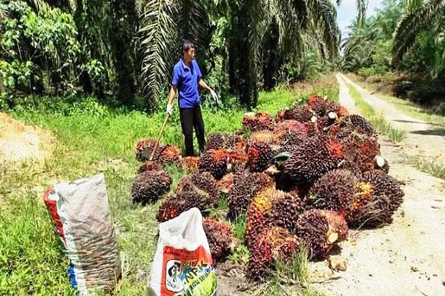 Babak Baru Rendemen Sawit Pekebun
