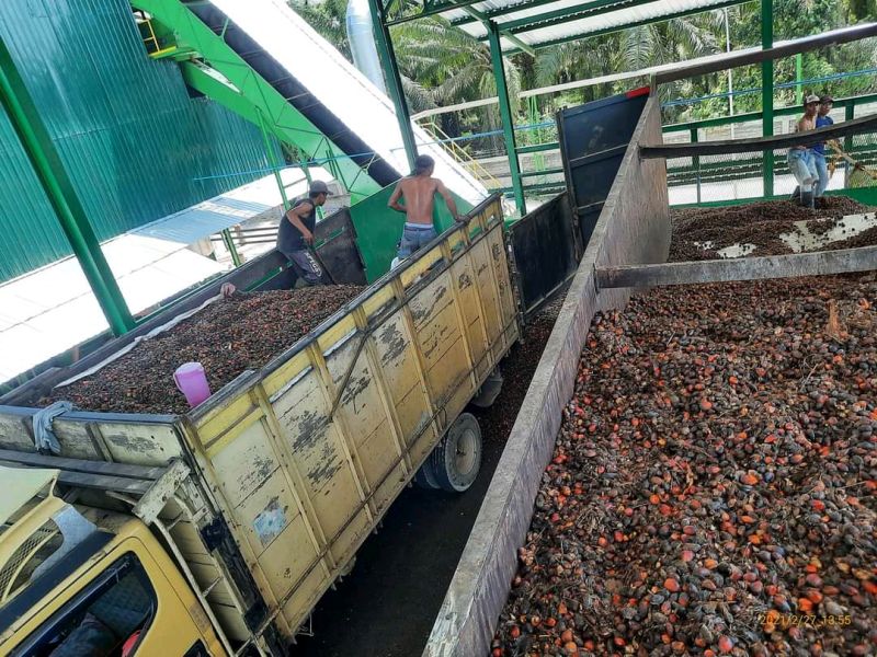 Begini Pendapat Dua Pakar ini Soal Moratorium Sawit