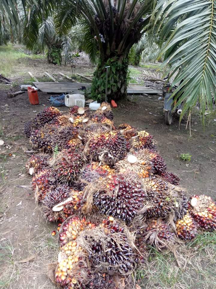 Sudahlah Sawit Trek, TBS Dibeli Murah Pula