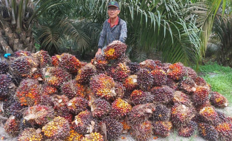 Petani Ini Gemetar Disuruh Bicara Sawit ke Dubai