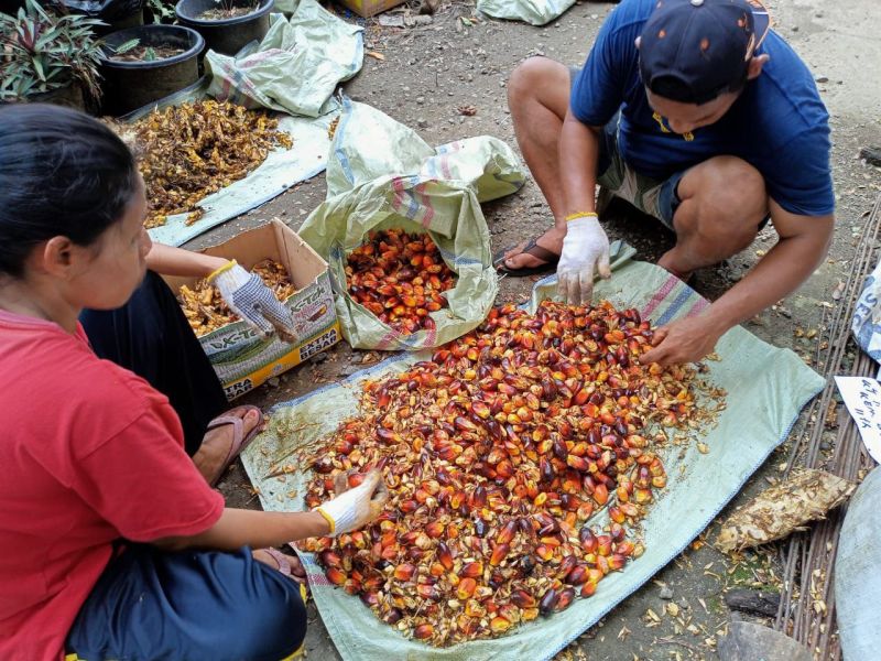Puluhan Kelompok Sawit Negeri Seribu Parit Diuji Rendemen
