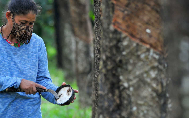 Begini Rincian Harga Karet di Sejumlah Wilayah Riau