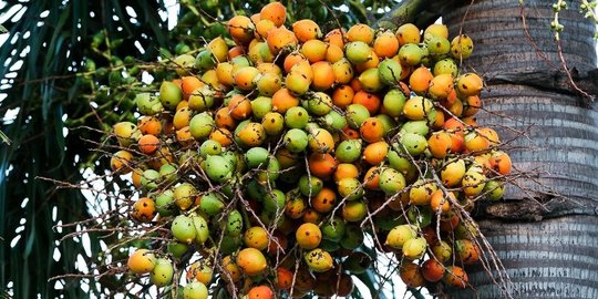 Ini Rincian Harga Kelapa, Pinang, Kopra dan Sagu di Riau