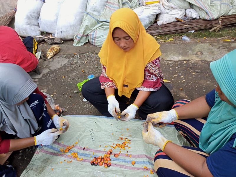 Petani Inhil Dapat Duit Dari Proses Uji Rendemen