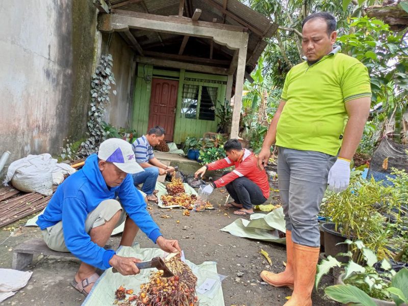 Sampel Sawit Itu Baru Didapat di Tiga Daerah