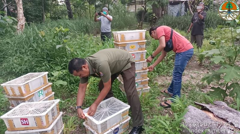 Sopir Bawa Burung Tanpa Dokumen, Disita dan Dilepasliarkan BBSKDA