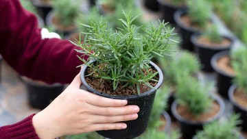 Yuk Intip 10 Tanaman Hias Pengusir Nyamuk di Rumah