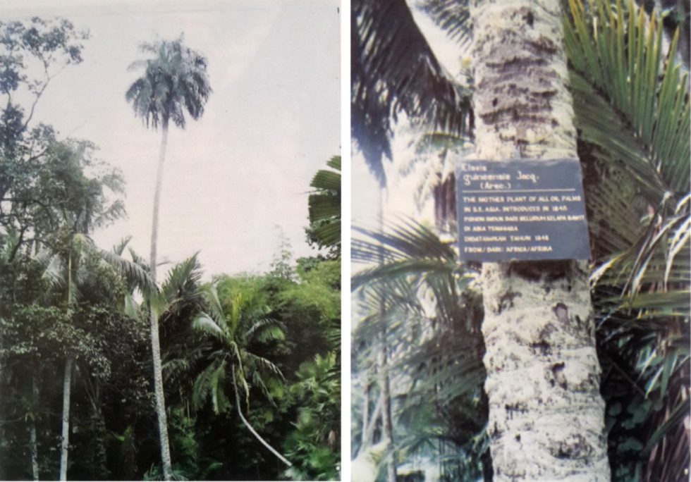 Mengulik Kembali Sejarah Sawit di Indonesia