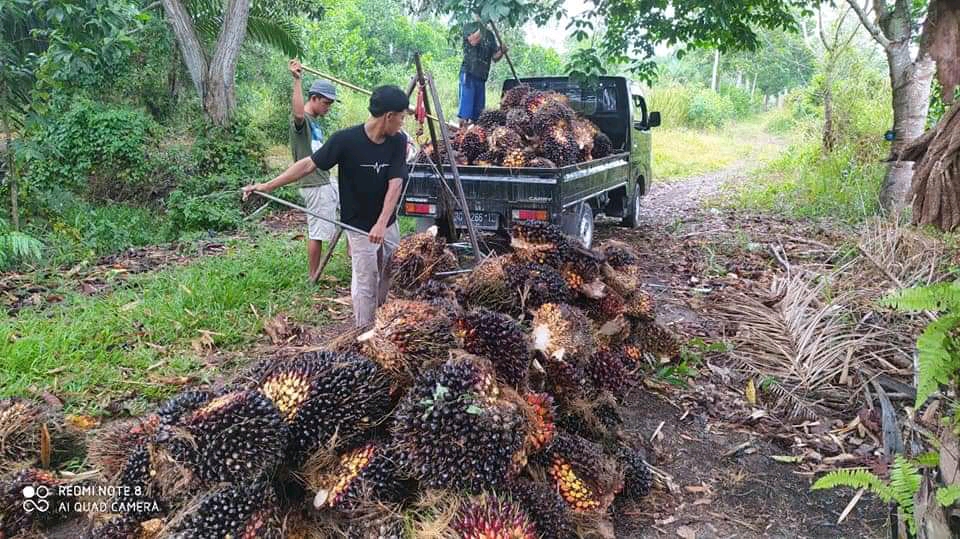 TBS Cuma Dihargai Rp 1.250/kg, Petani Sawit Pasrah