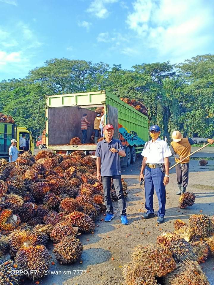 Merantau ke Rohul, Kini Iwan Jadi Toke Sawit