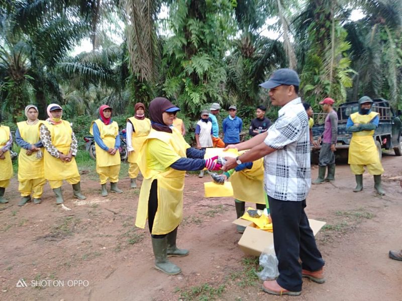 PSR dan Harga, Dilema Pemilik Sawit Tua