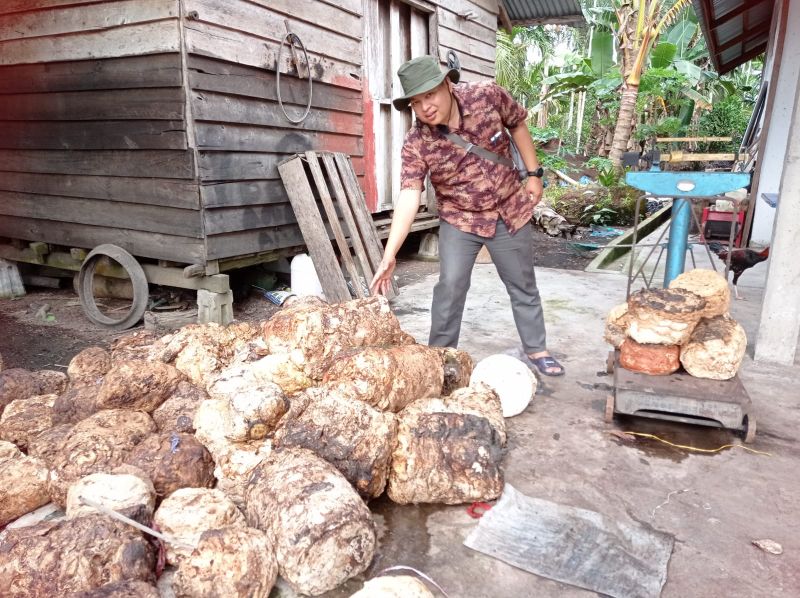 Begini Penjelasan Sebaran Harga Karet di Riau
