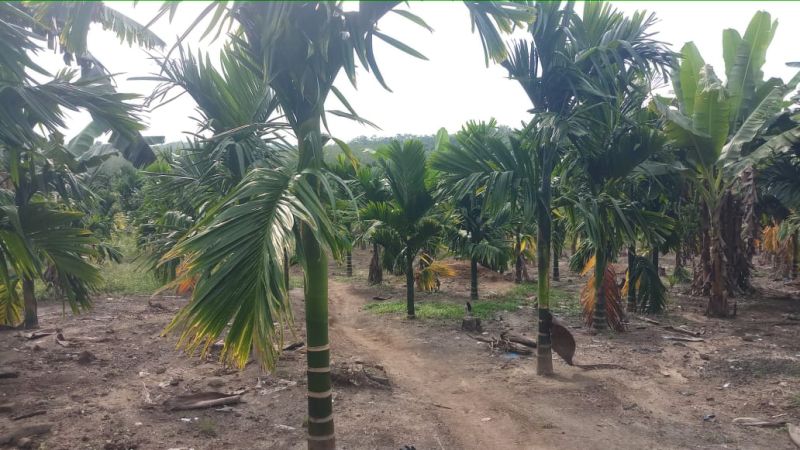 Harga Pinang di Riau Kembali Menukik