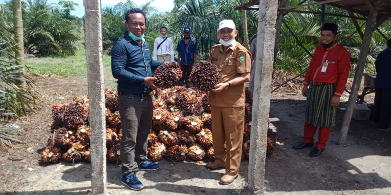 Sukses Replanting Tanpa Utang, Ini Rahasianya