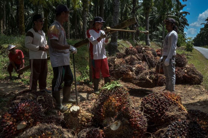 Saat Harga Sawit Naik, Buah Petani Malah Trek
