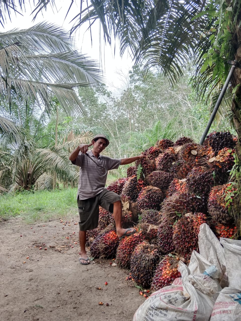 Berapa Luas Kebun Kelapa Sawit di Riau? Ini Penjelasannya