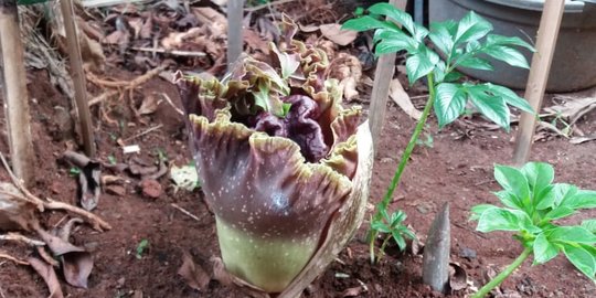 Bunga Bangkai Setinggi 30 Cm Ditemukan di Jagakarsa