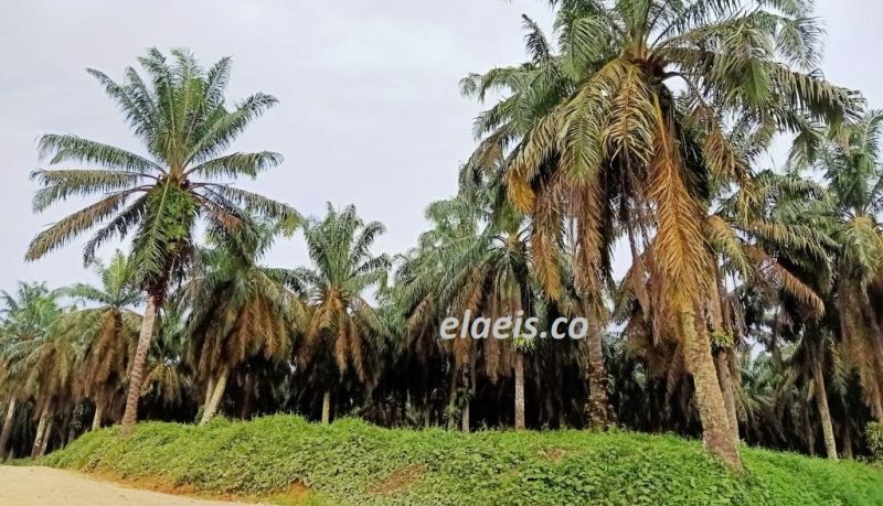 Ratusan Perusahan ISPO-RSPO Disebut Punya Kebun Sawit di Kawasan Hutan