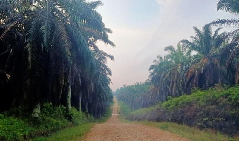 Di Dua Provinsi Ini Ada 2,1 Juta Hektar Sawit Diklaim Kawasan Hutan