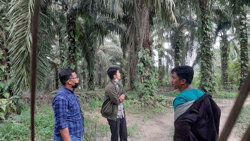 Buah Sawit Dicuri Ninja, Raja Kecewa Laporan Ditolak Polsek