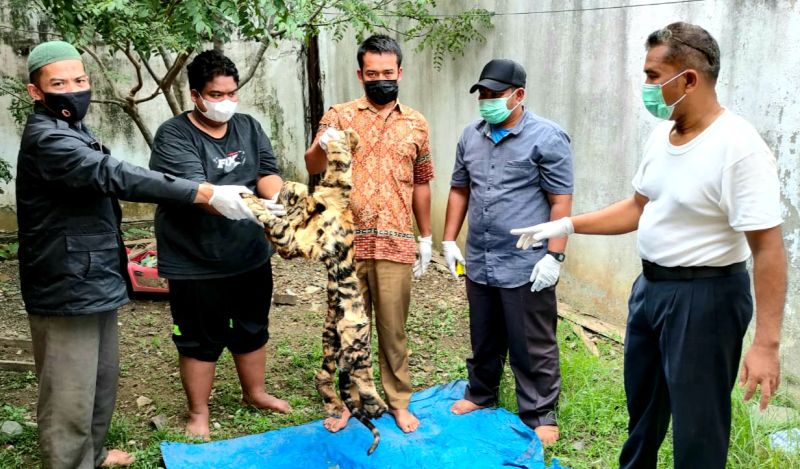 KLHK dan Polisi Ringkus Penjual Kulit Harimau di Bener Meriah
