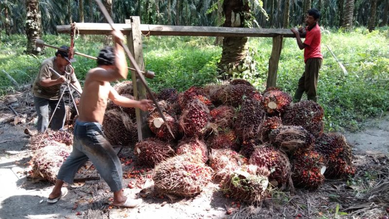 Petani ini Bilang Harga Tetangga Lebih Menggoda