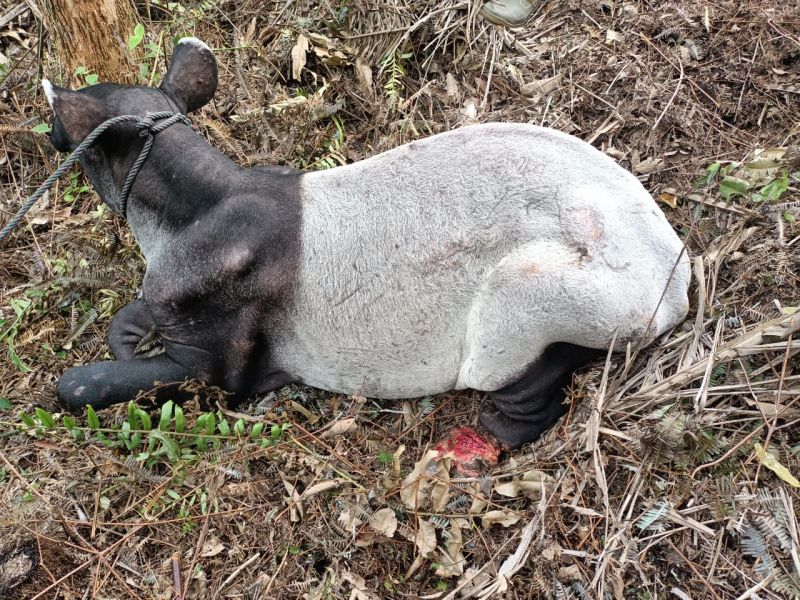 Kaki Tapir Putus Akibat Terjerat, BBKSDA Riau Langsung Bertindak