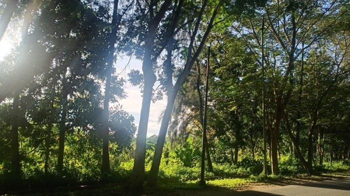 Lahan di Komplek Kantor Bupati ini Mau Dijadikan Kebun Sawit