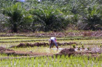 Sawah di Daerah ini Berubah Jadi Kebun Sawit