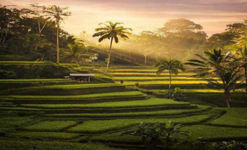 Sulitnya Air Jadi Kendala Produksi Padi di Riau