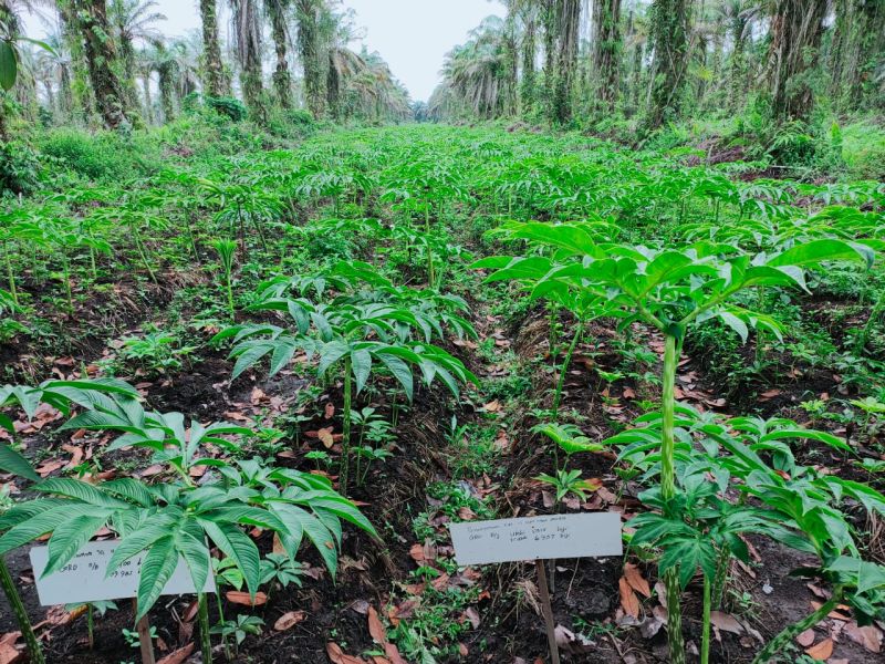 Guys, Ternyata Kebun Porang di Riau Mencapai 85,5 Hektar