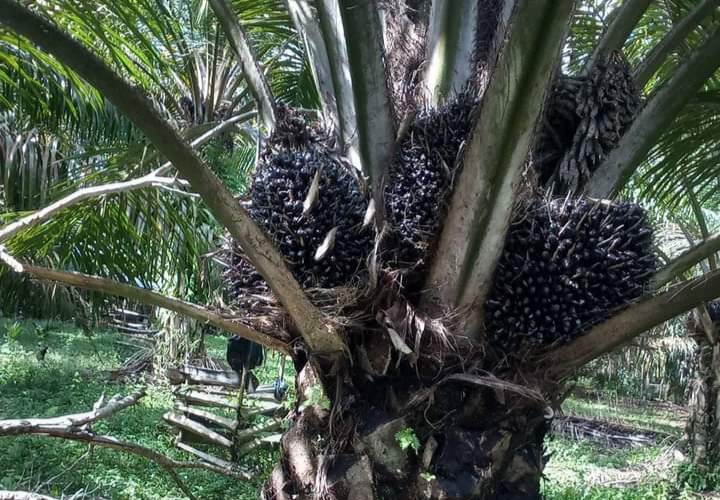 Cuma 60 Batang, Tapi Dapat 1,2 Ton Sawit Sekali Panen