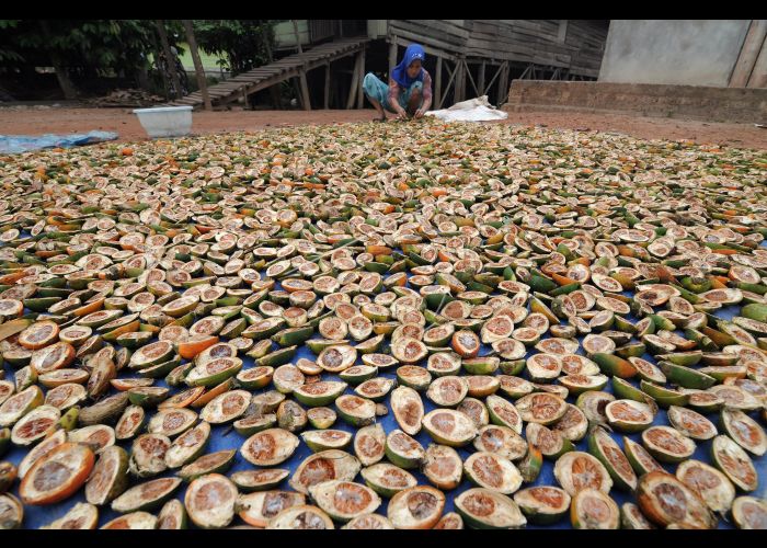 Waduh! Harga Pinang Melorot Lagi, Ini Rinciannya