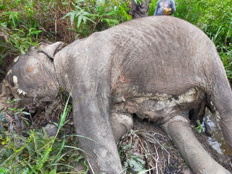 Gajah Betina di Pelalawan Akhirnya Mati, Sempat Muntahkan Pelepah Sawit