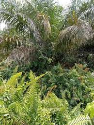 Banyak Petani Sawit Malas Merawat Kebunnya