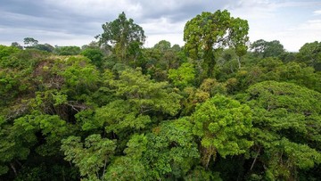 Hutan Indonesia hingga Brasil Jadi Paru-paru Dunia