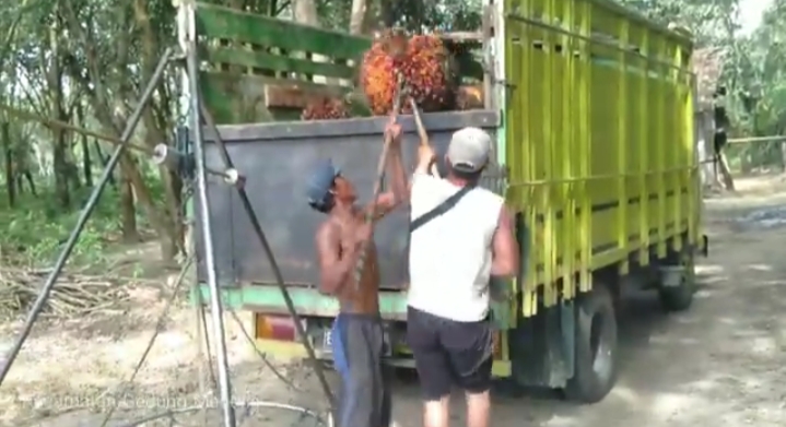 Begini Kelebihan dan Kekurangan Mariles alias Sawit Dura