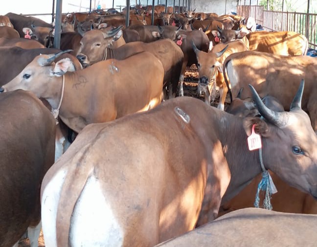 289 Kelompok Peternak Gagal Dapat Sapi Bantuan DPK Riau