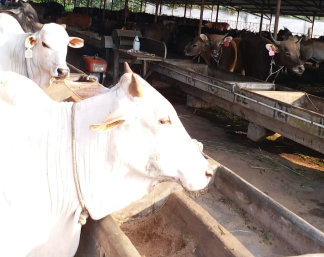 Kawin Suntik Sapi di Riau, Ini Target Pemerintah
