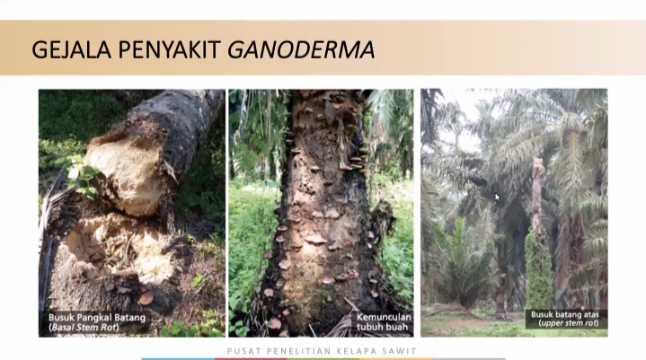 Ganoderma Kini Doyan Tanaman Muda, Belum Ada Pembasminya