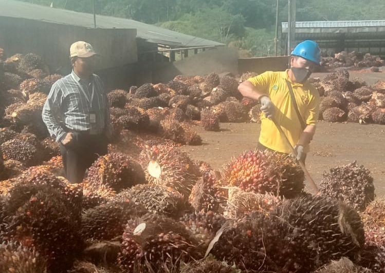 Harga TBS Aceh Naik Signifikan, Tapi Belum Sentuh Rp 3.000/Kg