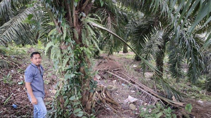 Petani ini 5 Tahun Cari Pupuk Subsidi di Desanya, tak Ketemu