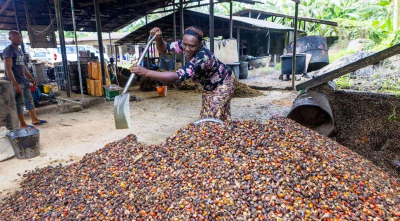 Heiii..., Ini Aku, Elaeis!